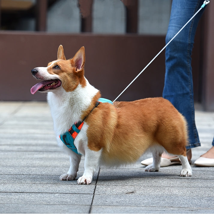 Peitoral Coleira com guia 2 em 1 para Cachorros