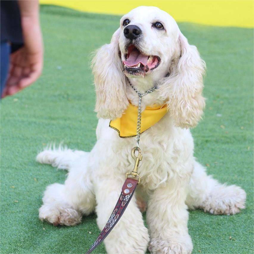 Treinamento com Carinho: Ensine seu Cãozinho a Dominar os Comandos Básicos