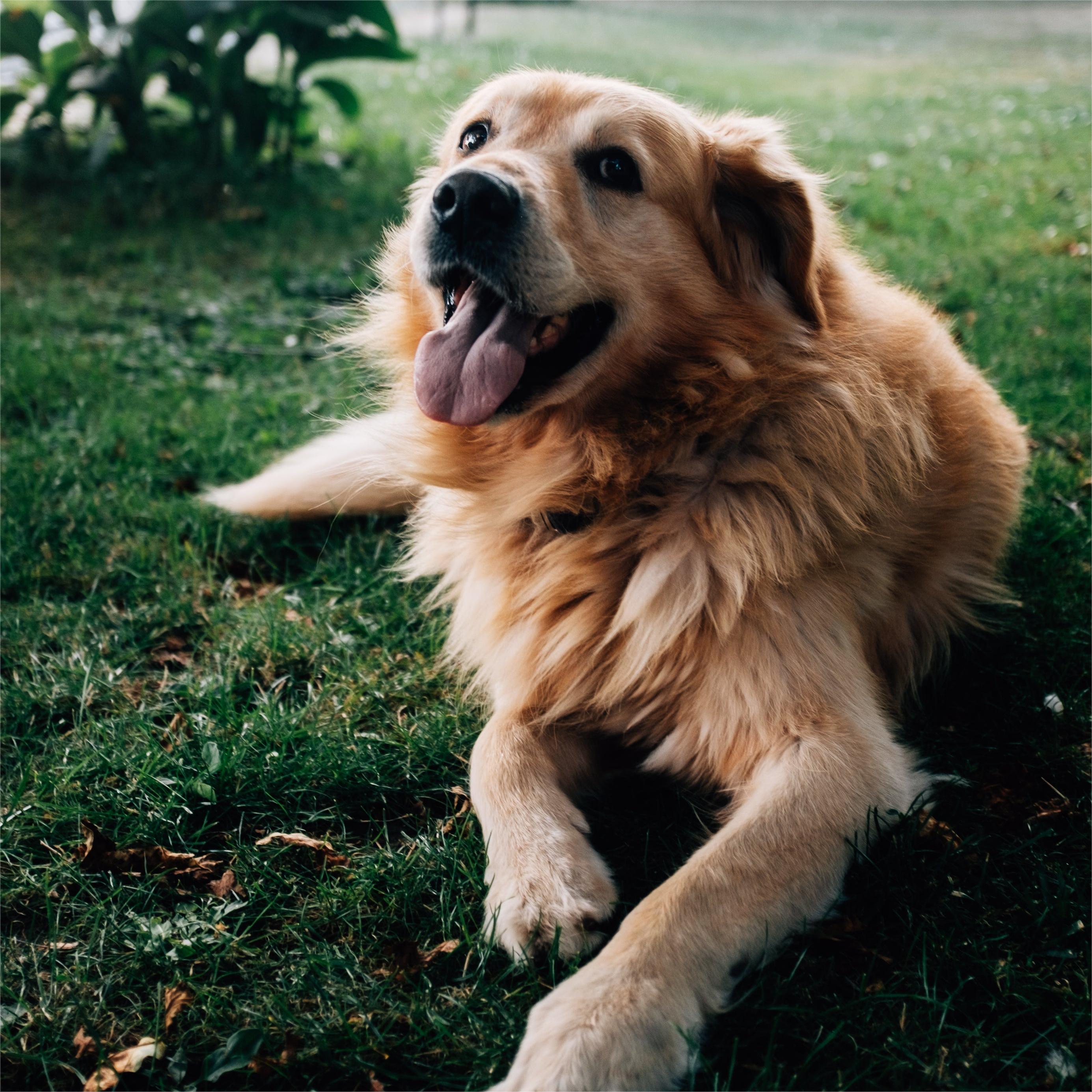 Você conhece cães?