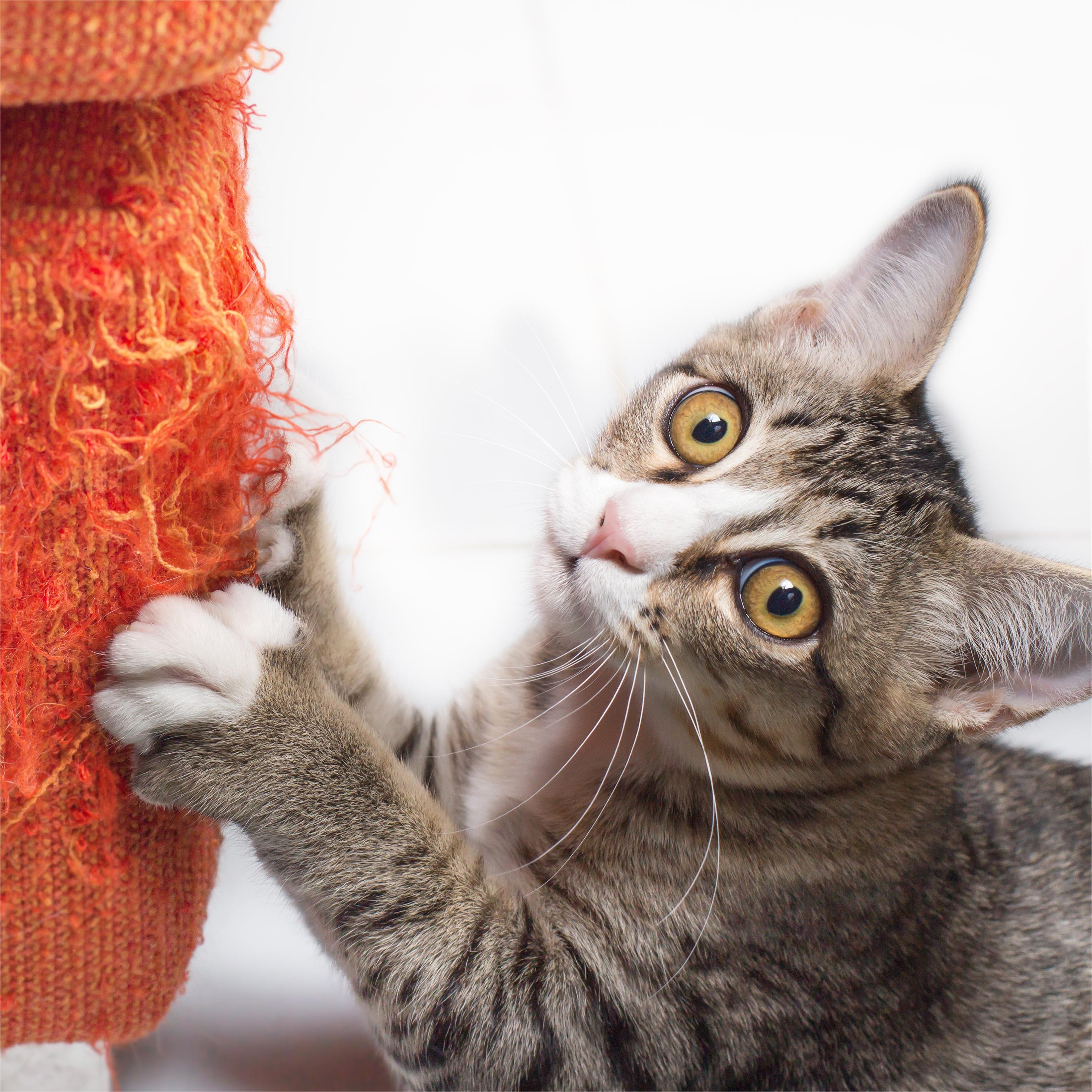 Treinar um gato? Parece estranho, mas tem muitos benefícios!